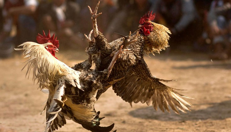 Đá Gà Trực Tuyến Tại Bet88 – Nơi Giao Tranh Của Những “Chiến Kê Vảy Quý”