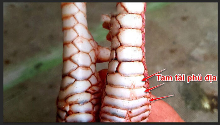Vảy Gà Tam Tài Phủ Địa