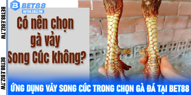 Ứng dụng Vảy song cúc trong chọn gà đá tại Bet88