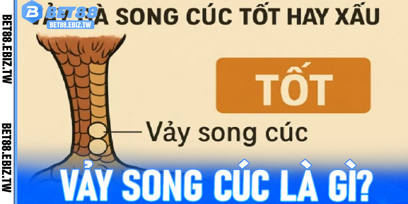 Vảy song cúc là gì? Vảy gà song cúc có đá hay không?